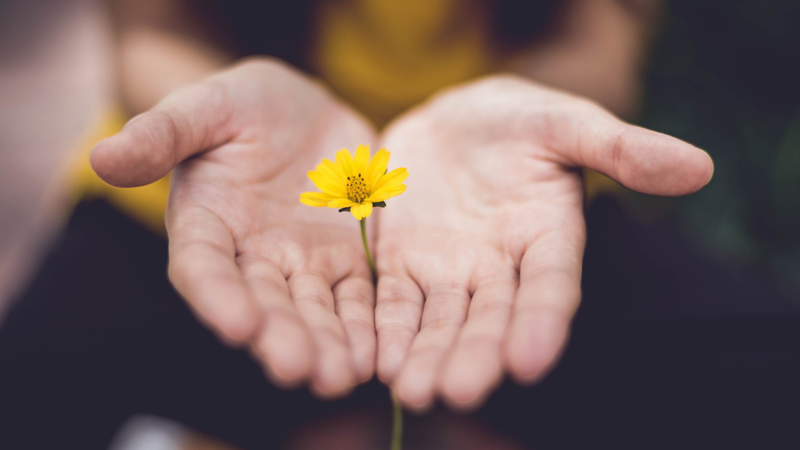 two hands together with flower